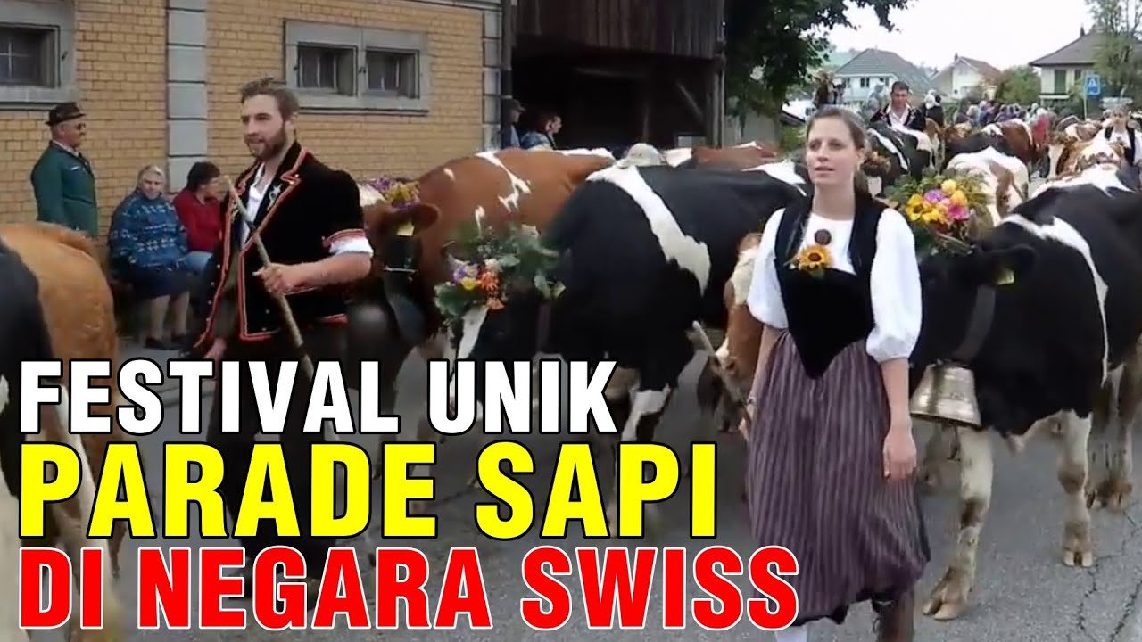 Festival Unik Parade Sapi Di Negara Swiss.jpg